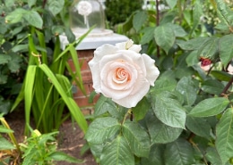 spode-rose-garden