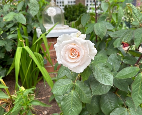 spode-rose-garden