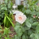 spode-rose-garden