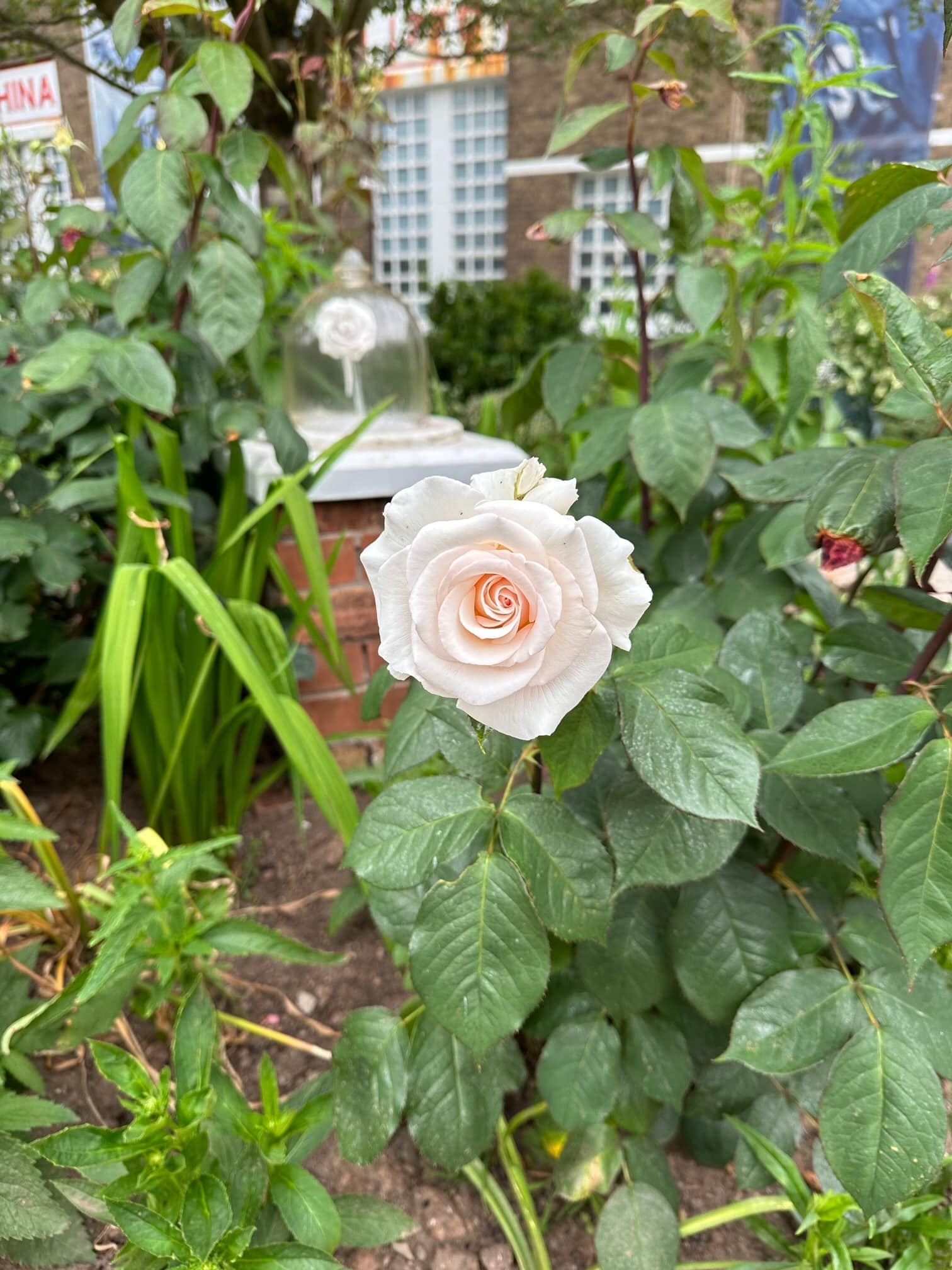 spode-rose-garden