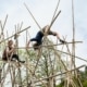 Brilliant-Bamboo-credit-Mark-Robson